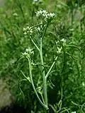 Кресс-салат  (Lepidium sativum)