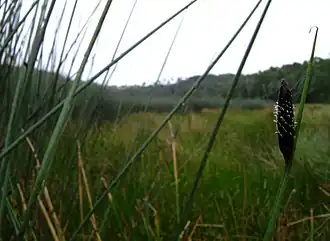 Lepironia articulata