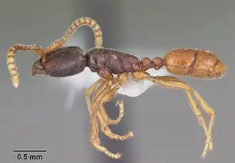 Leptanilloides nubecula