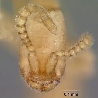 Leptanilloides sculpturata