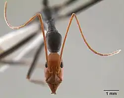 Голова и усики