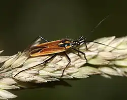 Leptopterna dolabrata