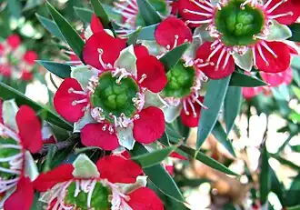 Тонкосемянник видный (Leptospermum spectabile)