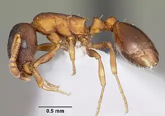 Leptothorax muscorum