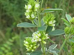 Леспедеца головчатая (Lespedeza capitata)