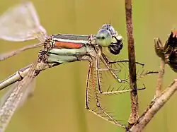 Самец крупным планом