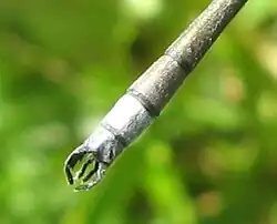 Гениталии самца