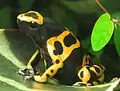 Священный древолаз (Dendrobates leucomelas)