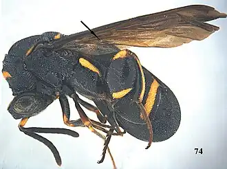 Leucospis shaanxiensis