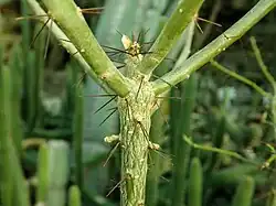 Leuenbergeria marcanoi