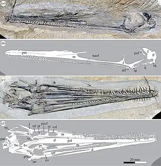 Череп голотипа