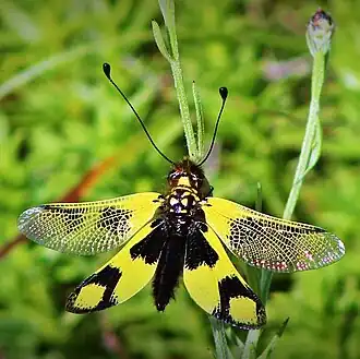Пёстрый аскалаф (Libelloides macaronius)