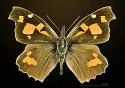 Libythea celtisLibytheinae