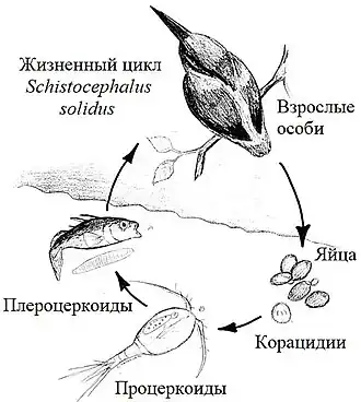 Жизненный цикл Schistocephalus solidus