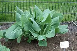 Долихориза персидская в ботаническом саду Рейкьявика