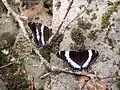 Limenitis arthemis arthemis