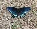 Limenitis arthemis astyanax