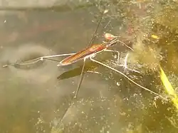 Limnoporus rufoscutellatus