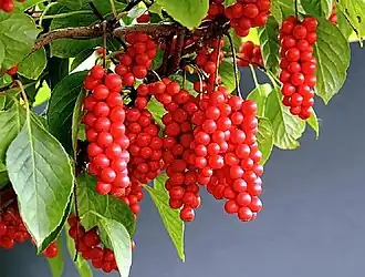 Лимонник китайский (Schizandra chinensis (Turcz.) Baill.)