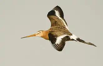 Самец в брачном наряде