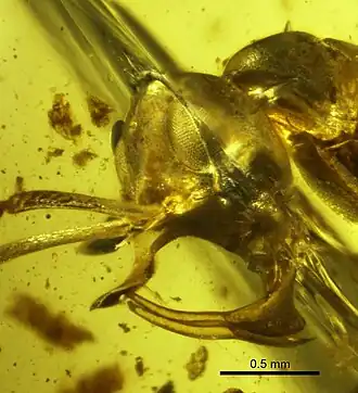 Linguamyrmex vladi, голова и жвалы