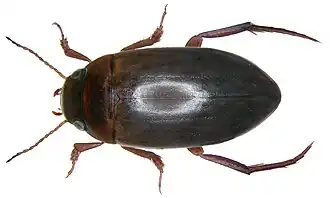 Liopterus haemorrhoidalis