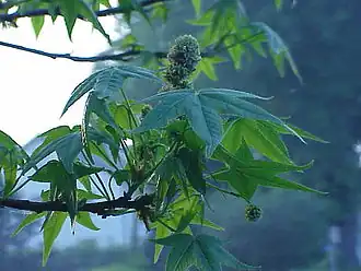 Ликвидамбар смолоносный (Liquidambar styraciflua)