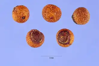 Семена крупным планом