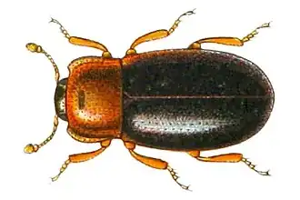 Lithophilus connatus