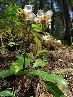 Общий вид в природе