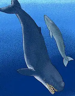 Мелвиллов левиафан