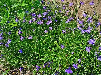 Лобелия эринус (Lobelia erinus)