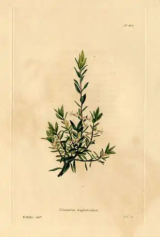 Brachyloma daphnoides. Ботаническая иллюстрация Уильяма Миллера[англ.] (1820)