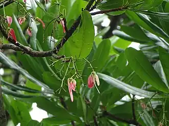 Лофира крылатая