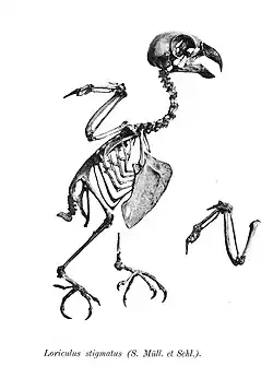 Скелет Loriculus stigmatus