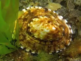 Живая особь