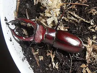 Lucanus elaphus (самец).