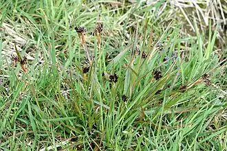 Общий вид растений