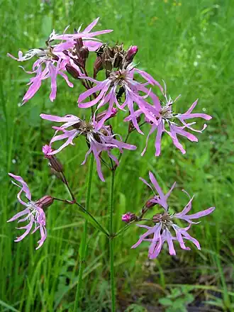 Кукушкин цвет  (Lychnis flos-cuculi)