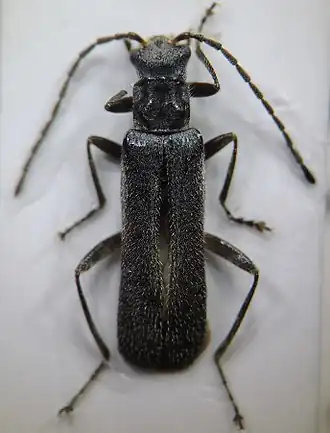 Lycocerus evangelium