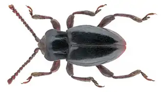 Lycoperdina bovistae