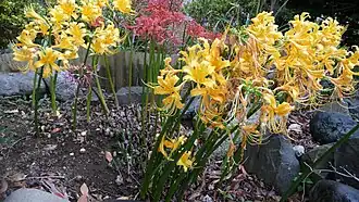 Lycoris aurea (желтый) и Lycoris radiata (красный) в городе Тиба, Япония