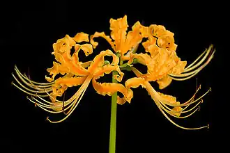 Lycoris aurea — вид с длинными тычинками