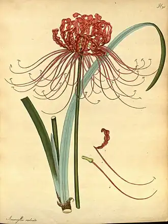 Ликорис лучистый, ботаническая иллюстрация Чарльза Эндрюса