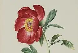 Paeonia officinalis