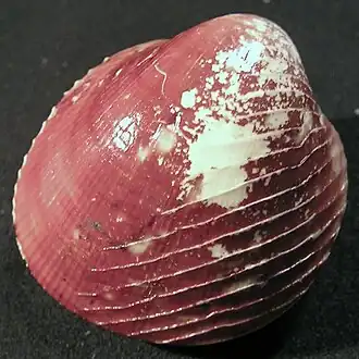 Раковина Lyrocardium lyratum