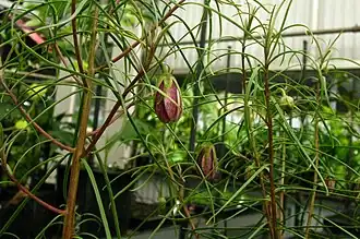 Lysimachia filifolia на острове Кауаи