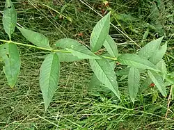 Побег с листьями