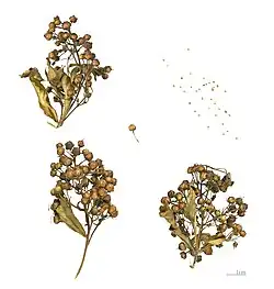 Плоды и семена