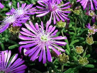 Delosperma cooperi